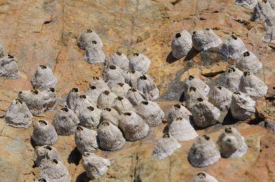 藤壶日本电影,一段跨越生死的羁绊