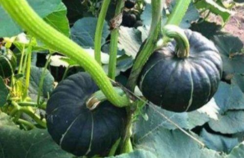 吃日本瓜的网红是谁,揭秘吃日本瓜的网红传奇