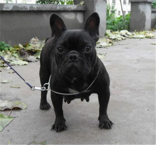 斗牛犬交配视频,揭秘交配过程