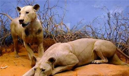 狮子吃人视频,狮子捕食人类惊心动魄现场