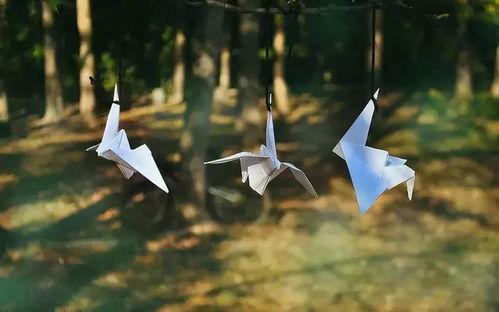 不负时光免费观看七七,七七带你免费畅游影视世界